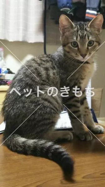 迷子猫の画像