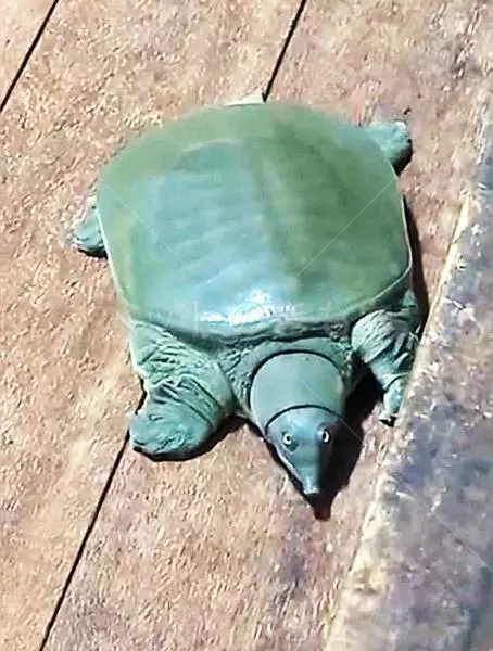 迷子ペットの画像