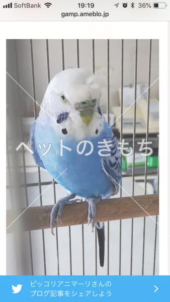 コメント投稿の画像