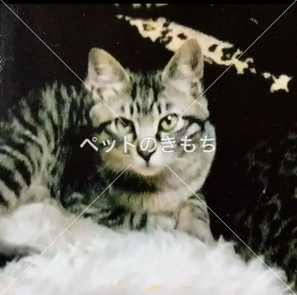 迷子猫の画像