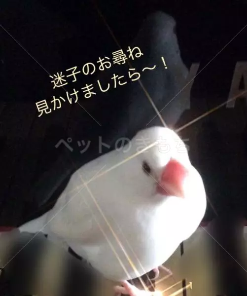 迷子鳥の画像