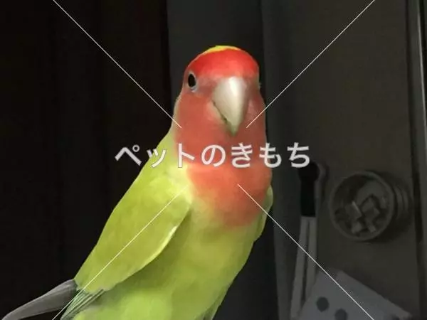 迷子鳥の画像