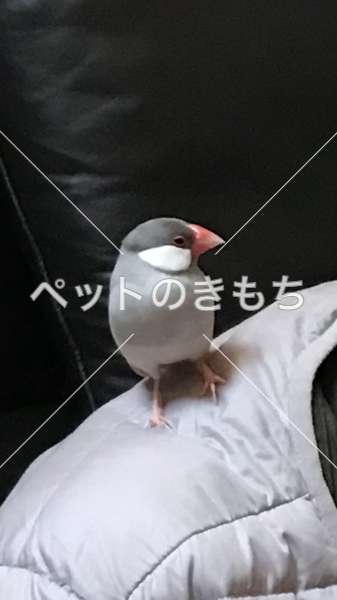 迷い鳥の写真