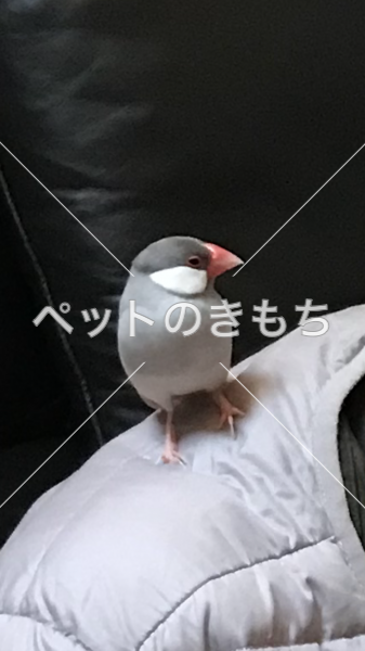 迷子鳥の画像