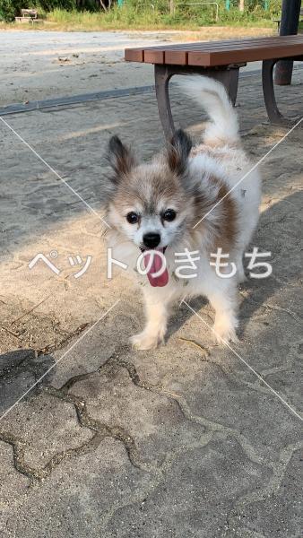 保護犬の写真