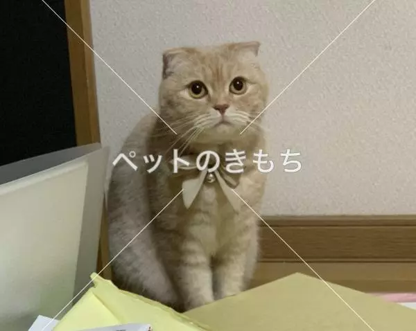 迷子猫の画像