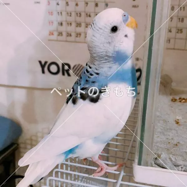 迷子鳥の画像