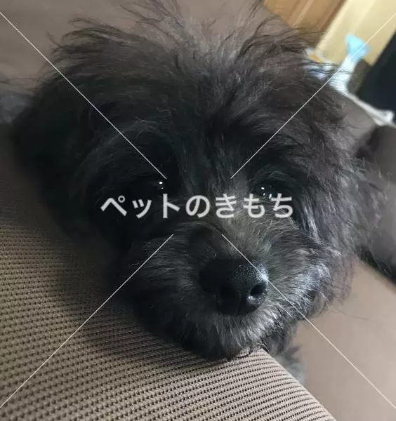 コメント投稿の画像