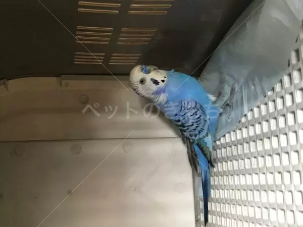 保護鳥の画像
