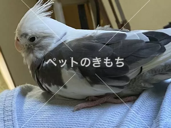 迷子鳥の画像