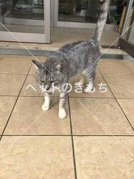 保護猫の画像