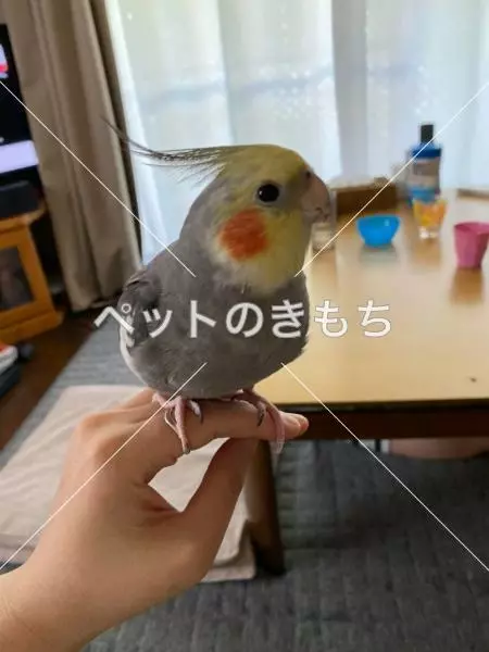 迷子鳥の画像