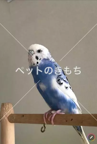 迷子鳥の画像