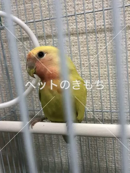 保護鳥の画像