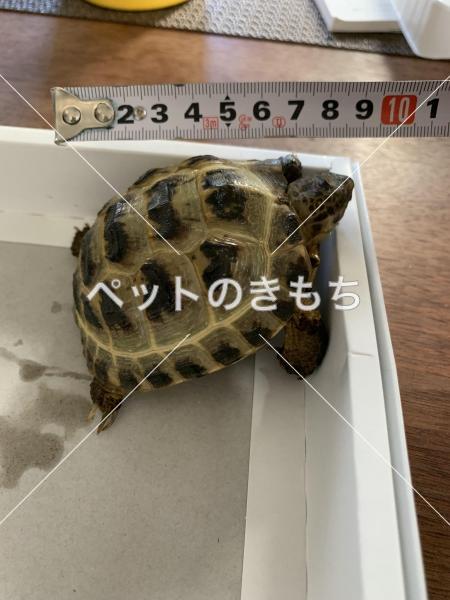 保護リクガメの写真