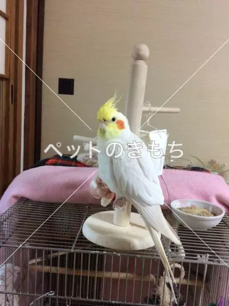 迷子鳥の画像