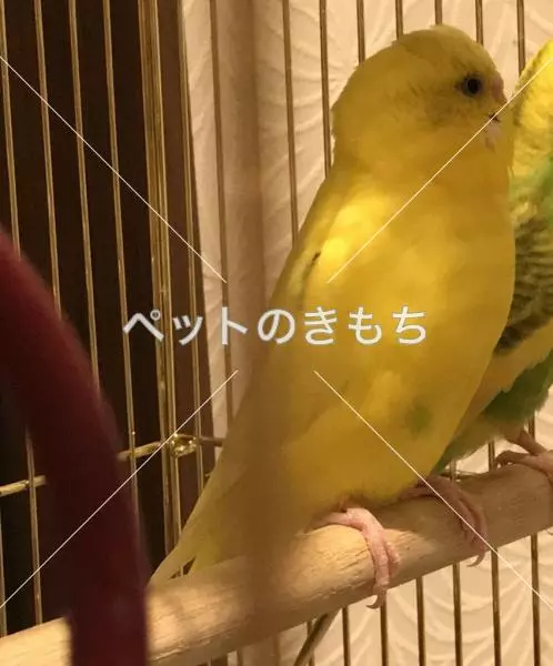 迷子鳥の画像