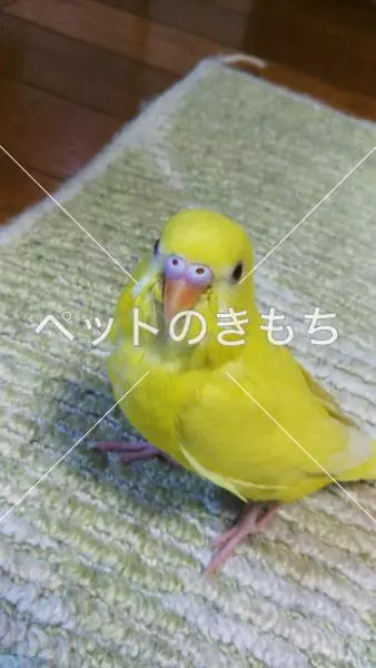 迷子鳥の画像