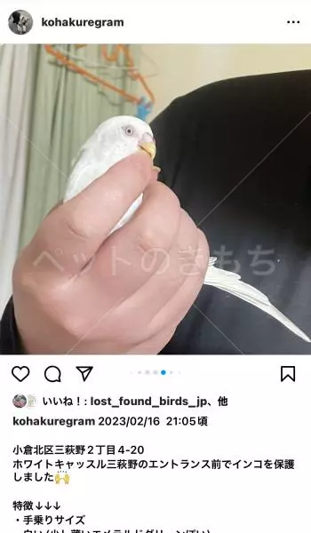 コメントの画像