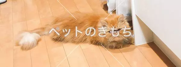 コメント投稿の画像