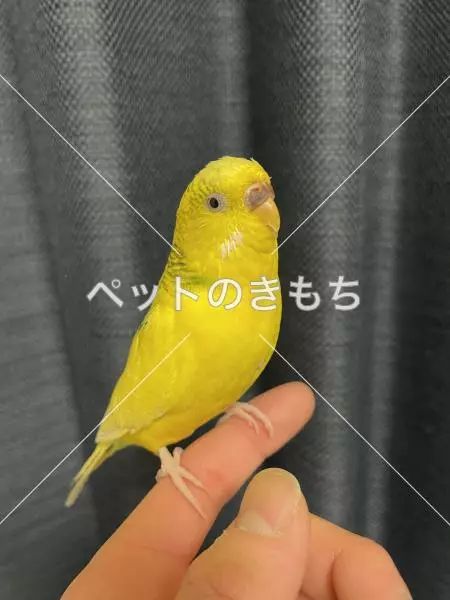 迷子鳥の画像