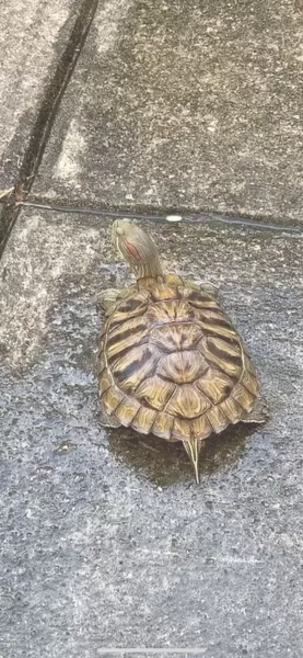 迷子ペットの画像