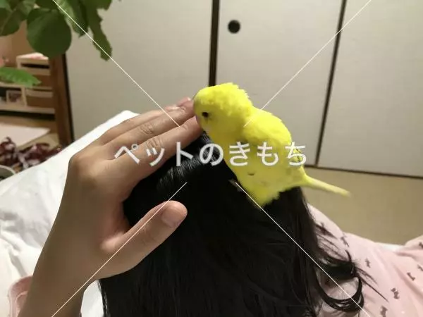 迷子鳥の画像