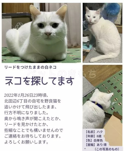 迷子猫の画像