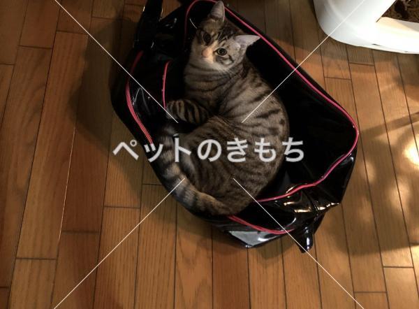 迷子猫の画像