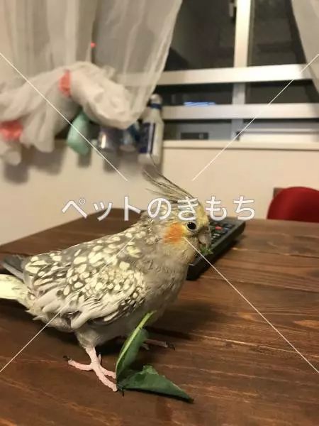 迷子鳥の画像