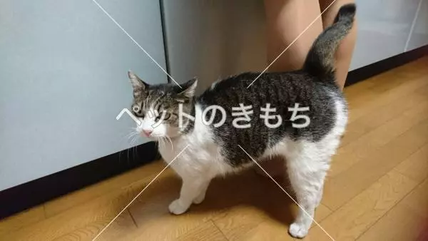 迷子猫の画像