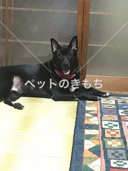 迷子犬の画像
