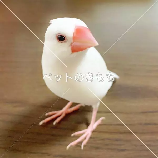 迷子鳥の画像