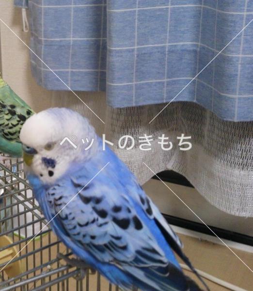 迷子鳥の画像