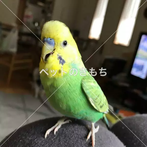 迷子鳥の画像