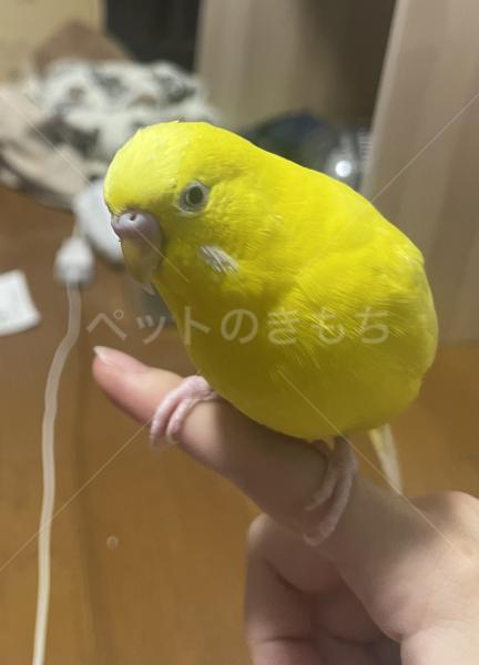 迷子鳥の画像