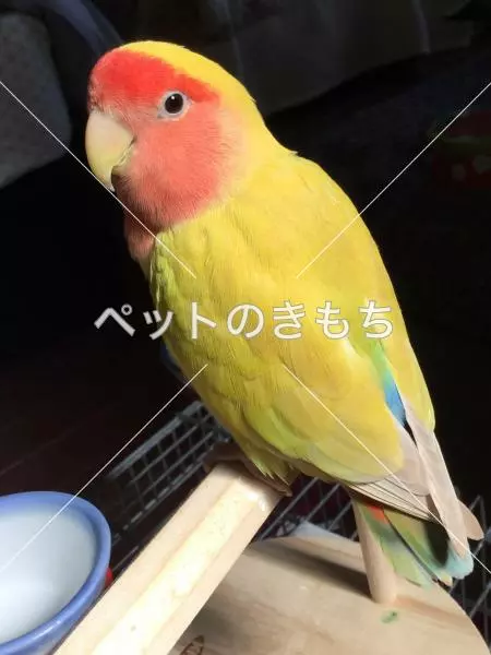 迷子鳥の画像