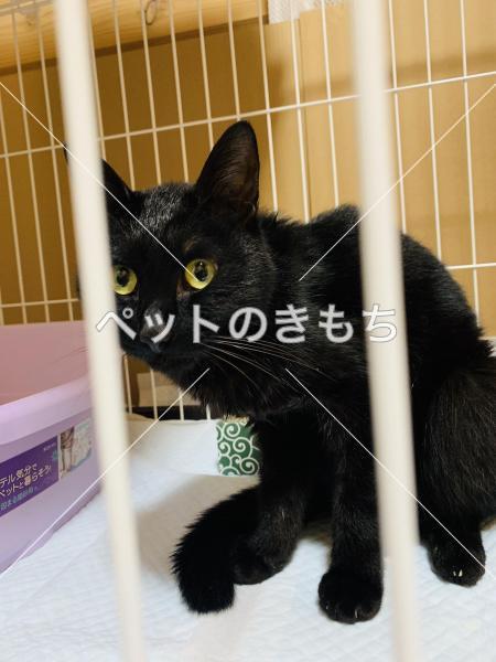 保護猫の写真