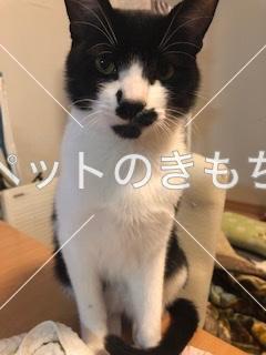迷い猫の写真
