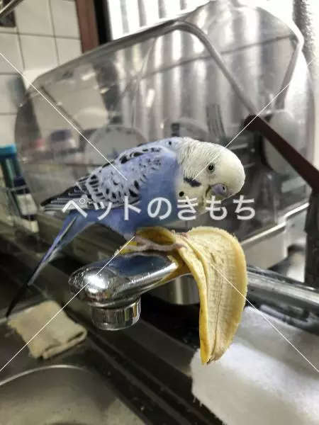 迷子鳥の画像