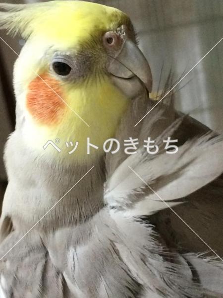 迷子鳥の画像