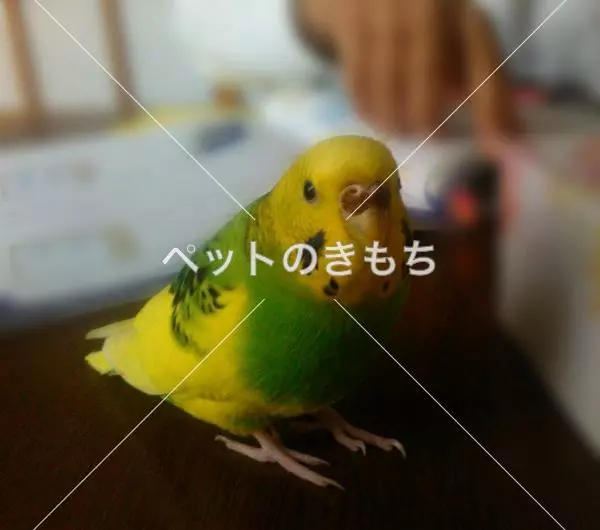迷子鳥の画像