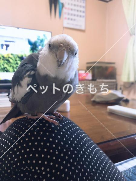 迷い鳥の写真