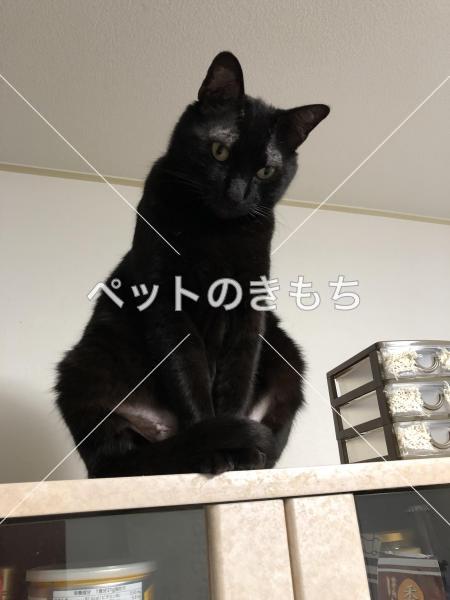 迷い猫の写真