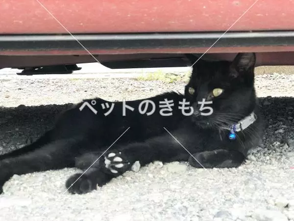 保護猫の画像