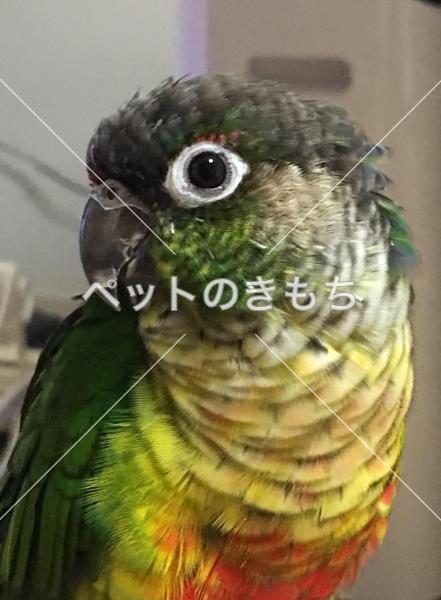 迷子鳥の画像