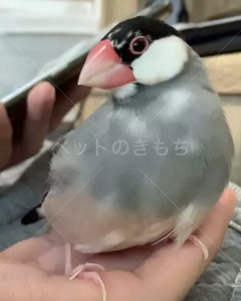 迷子鳥の画像