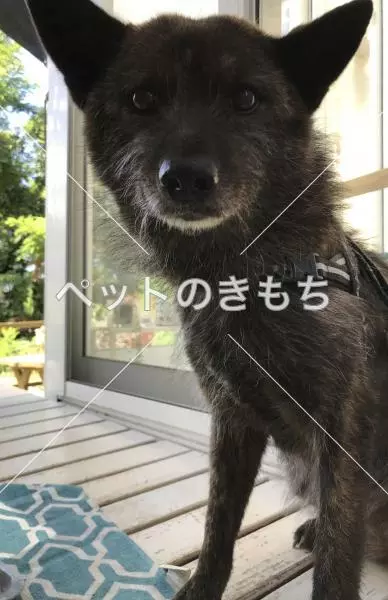 迷子犬の画像