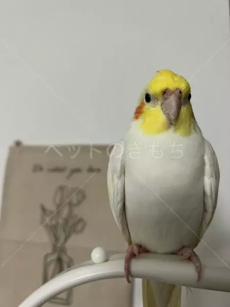 迷子鳥の画像