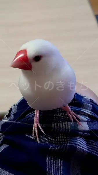 迷子鳥の画像
